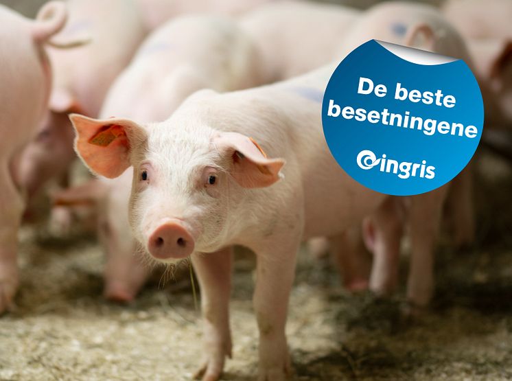De beste besetningene