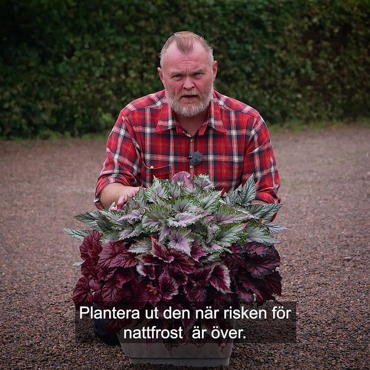 Trädgårdsmästaren_tipsar_bladbegonia_ute_1x1