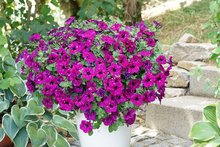 Petunia RoyalSky 