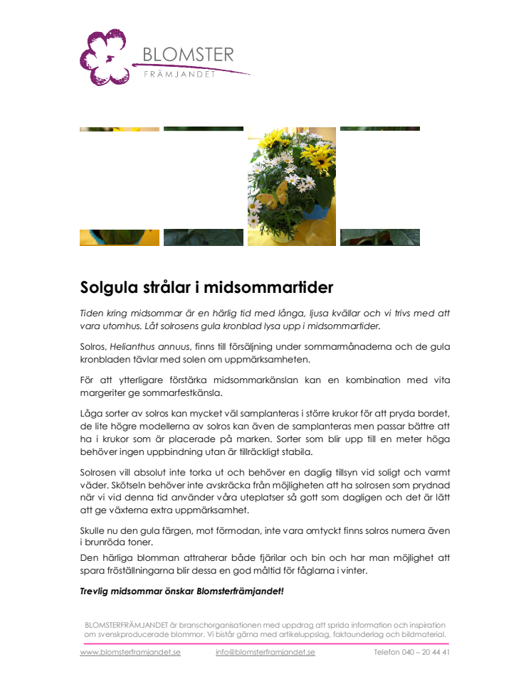 Solgula strålar i midsommartider