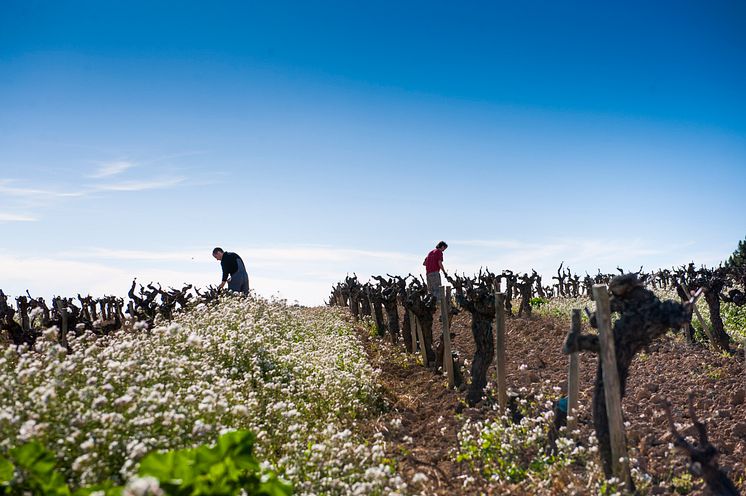 Raventós i Blanc