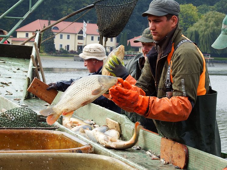 Horstseefischen - Foto: Lutz Abitzsch