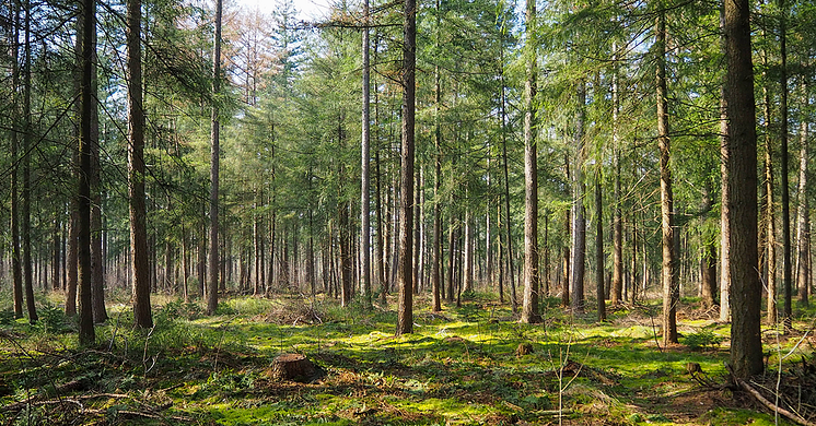 Skog_RK.png