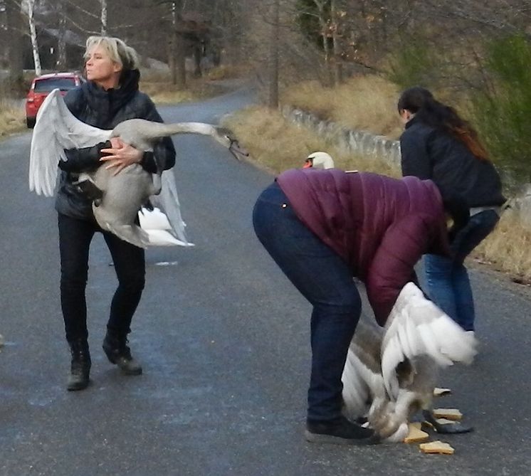 Förflyttning av svanarna