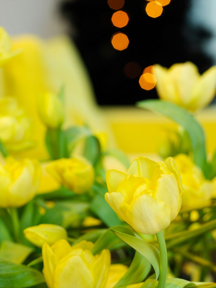 Tulipa liliaceae 'Monte Carlo'