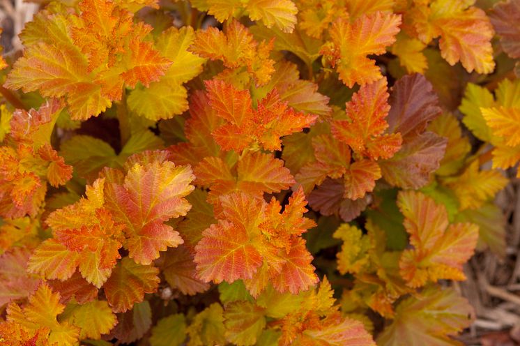 Smällspirea, Physocarpus AMBER JUBILEE® 