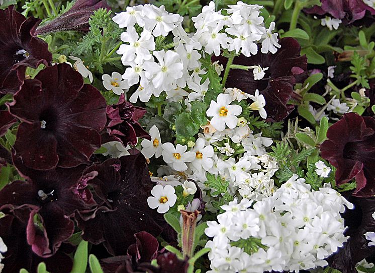 Black & White Petunia och Verbena