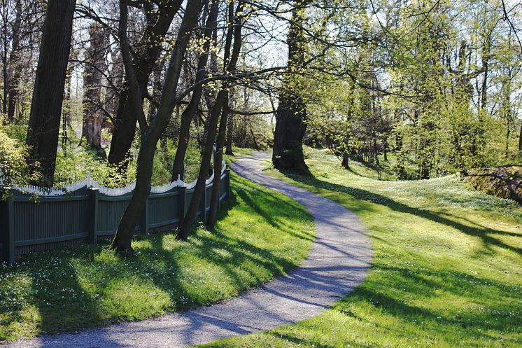 Träd i prinsens park