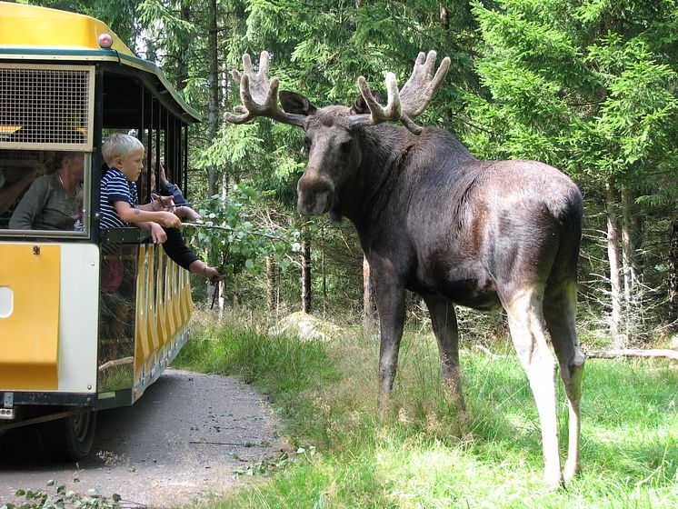 Tåget på Smålandet älgsafari i Markaryd