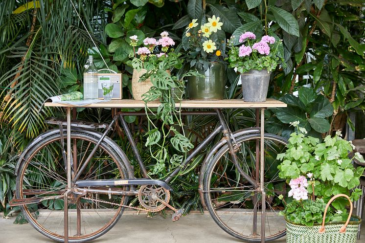 Pelargoner nya idéer med gammal cykel