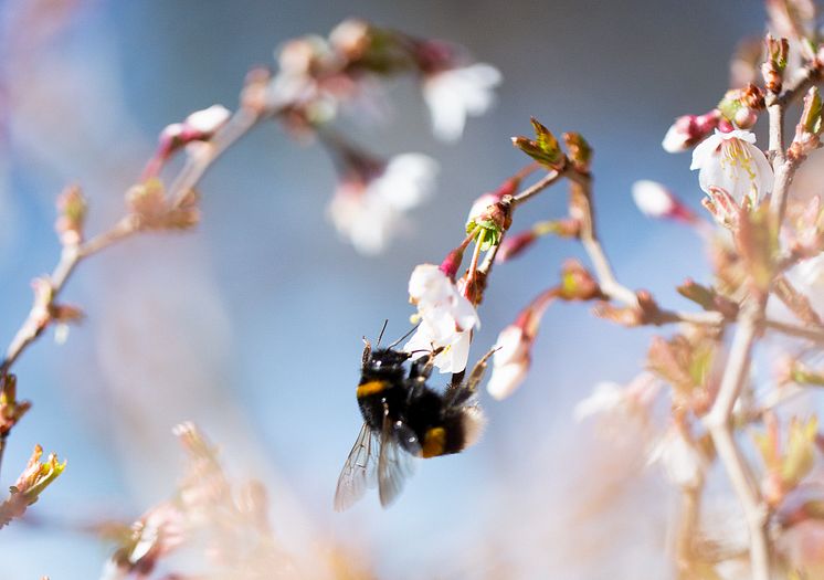 Humla hämtar nektar och pollen i ett fruktträd.