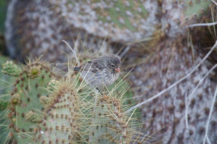 Small Ground Finch