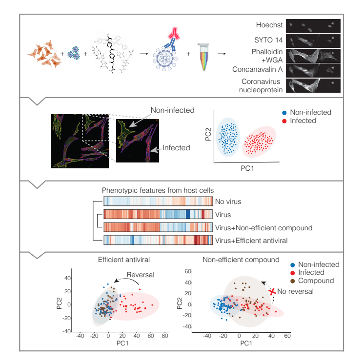 Graphical abstract_Rietdijk et al_BMCB-D-21-00219.pdf