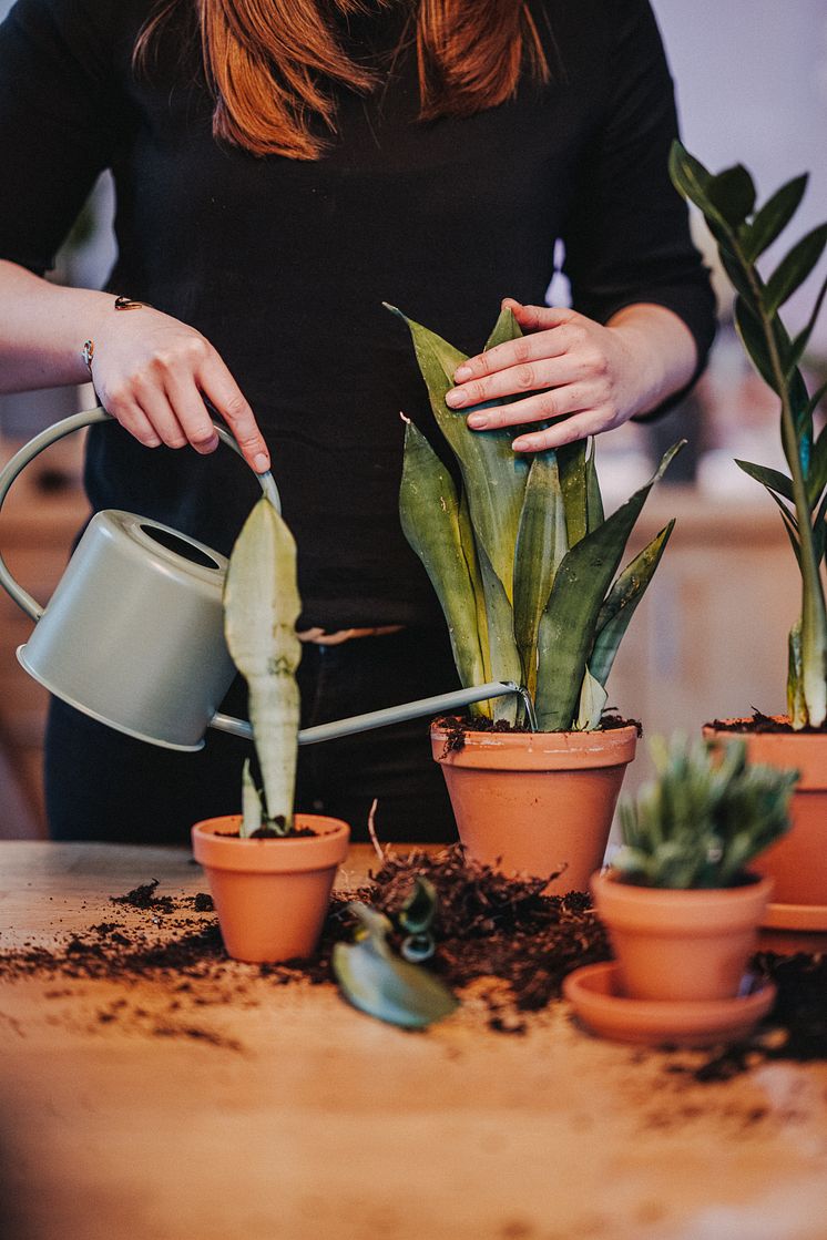 Floragard_Sukkulenten pflanzen