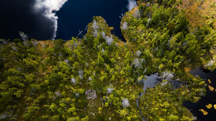 230809-P-LandscapeDronePhoto-MistyForest-CA-LukasDuernegger11