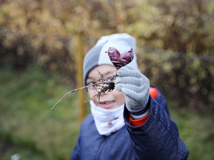 Tømmerås skolehage Foto Birgitta Eva Hollander  Heia Folk