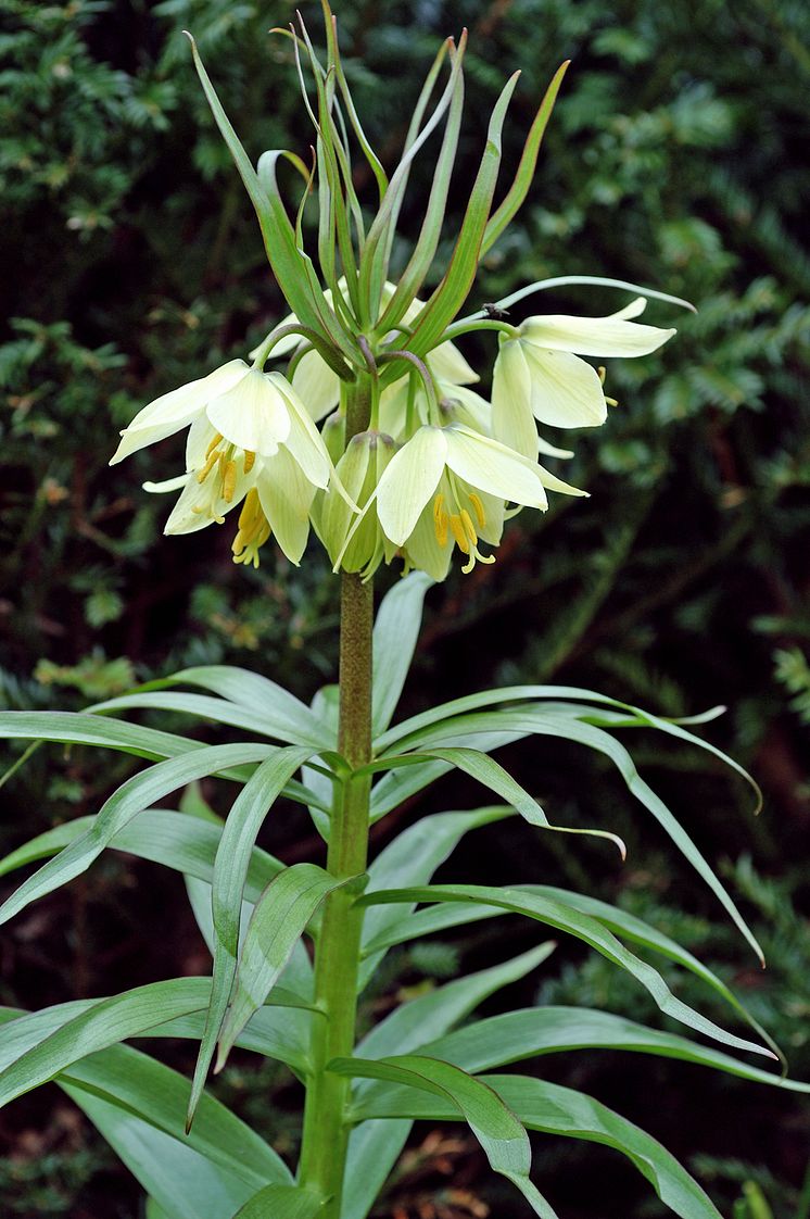 Fritillaria Raddeana 