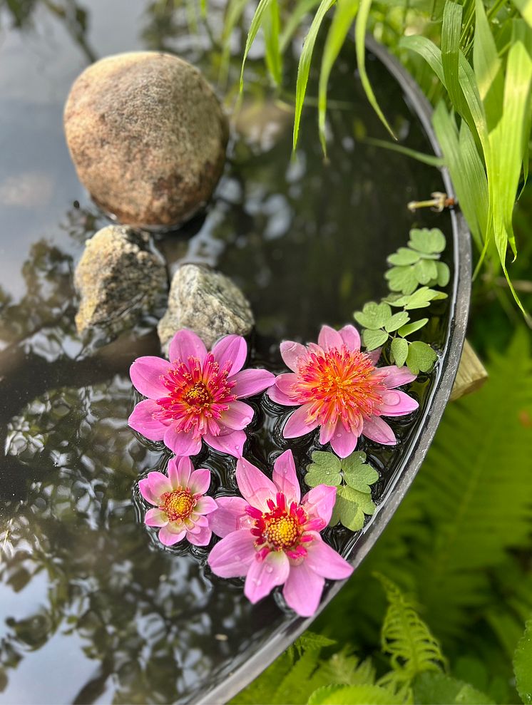 Årets Victoriadahlia 2025 - ’Starburst Pink’
- en Anemonblommig Sommardahlia som det påtagligt sprakar om.