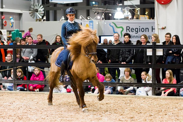 Islandshäst clinic på EuroHorse 2014