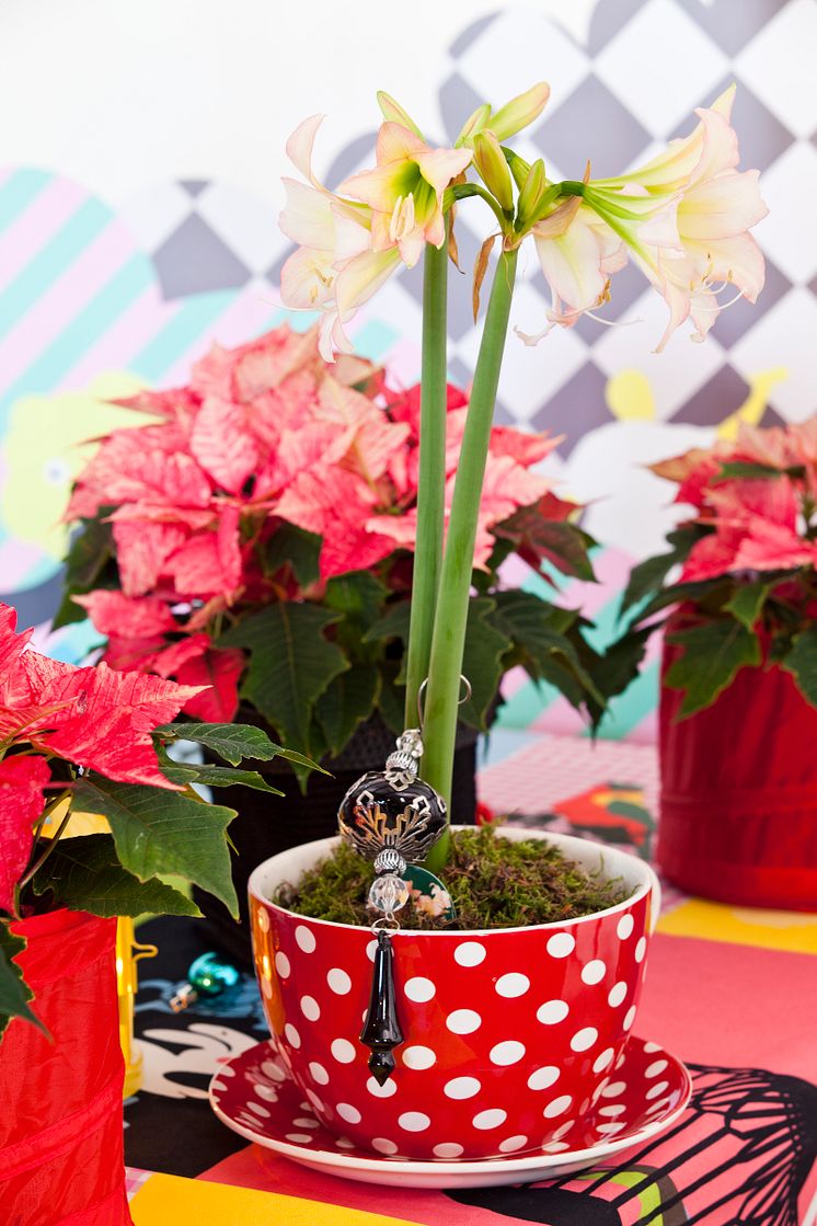 Amaryllis och julstjärna