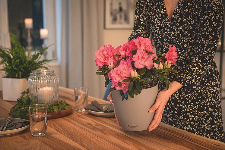 Let Love Grow - Bunte Blumen zum Valentinstag