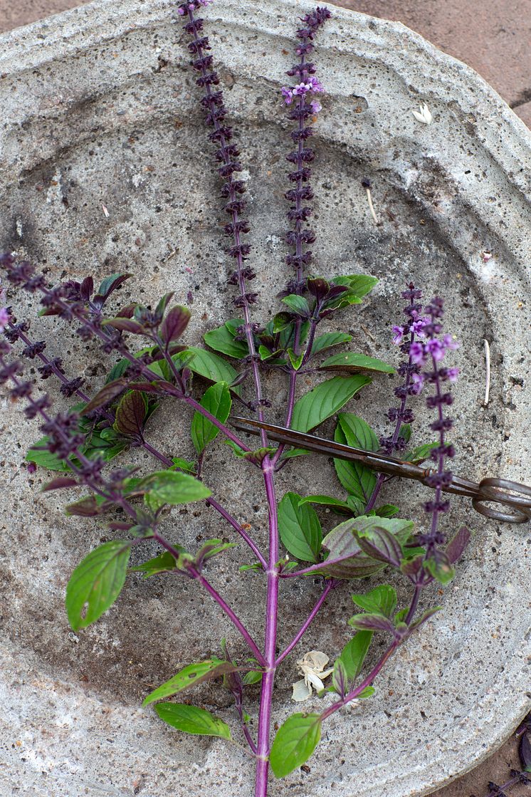 Årets Sommarblomma 2025 63 Blomsterbasilika Magic avklippt fat blad foto annikasnaturligating.jpg