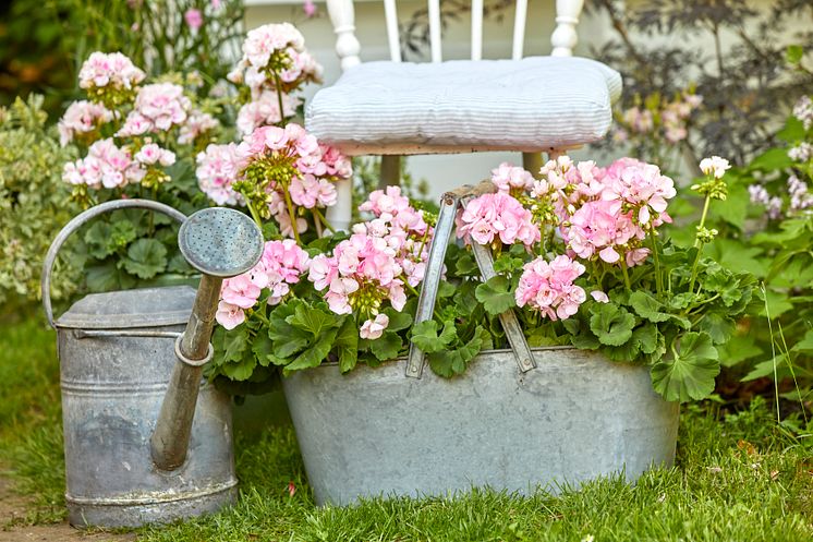 2022_Geraniums_7000_Romantic_Garden_Corners_04