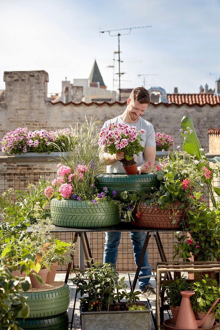 Pelargoner kreativa återbruksidéer 