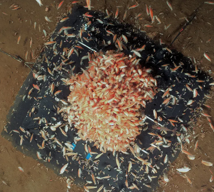Amphipods scavenging on herring bait on the seafloor in Rijpfjorden. Svalbard”. (Photo: Andrew Sweetman and Kathy Dunlop)