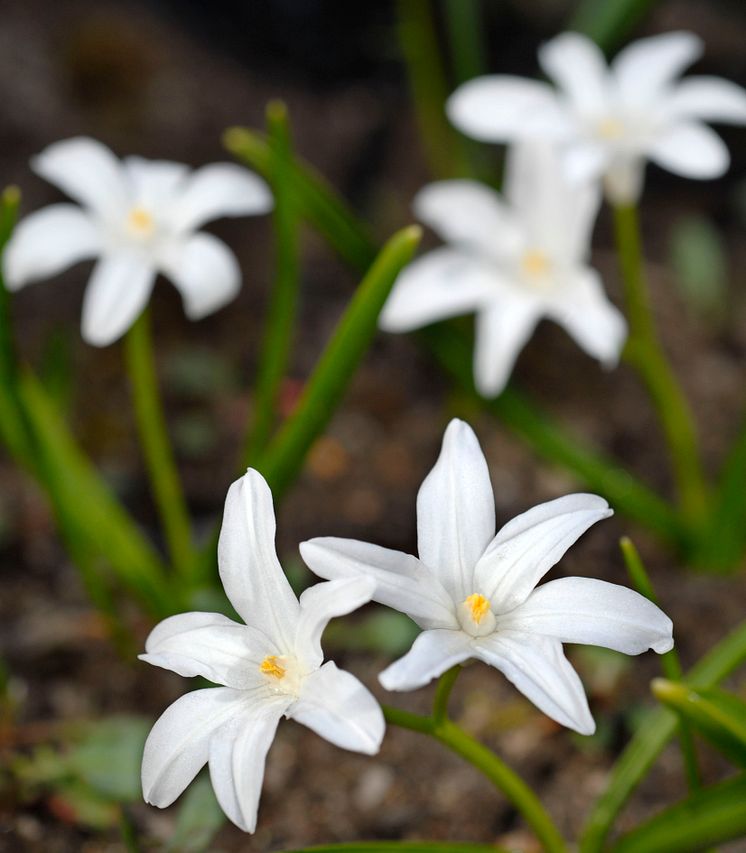 Stor vårstjärna Chionodoxa luciliae 'Alba'