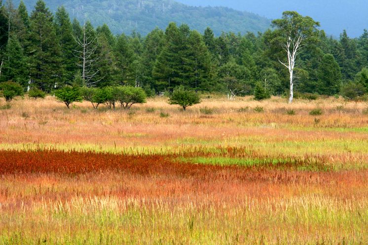 Autumnal leaves of Odashirogahara Marshlands