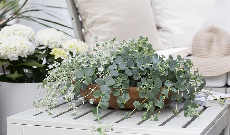 Dichondra_Sedum_sommergrønt_960x564.jpg