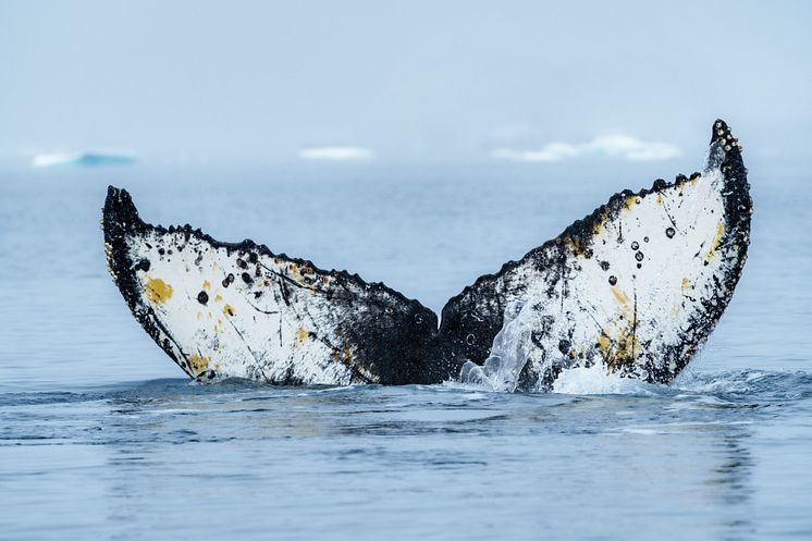 Wilhelmina Bay Antarctica (Credit_Hurtigruten Foundation and Yuri_Matisse Choufour)