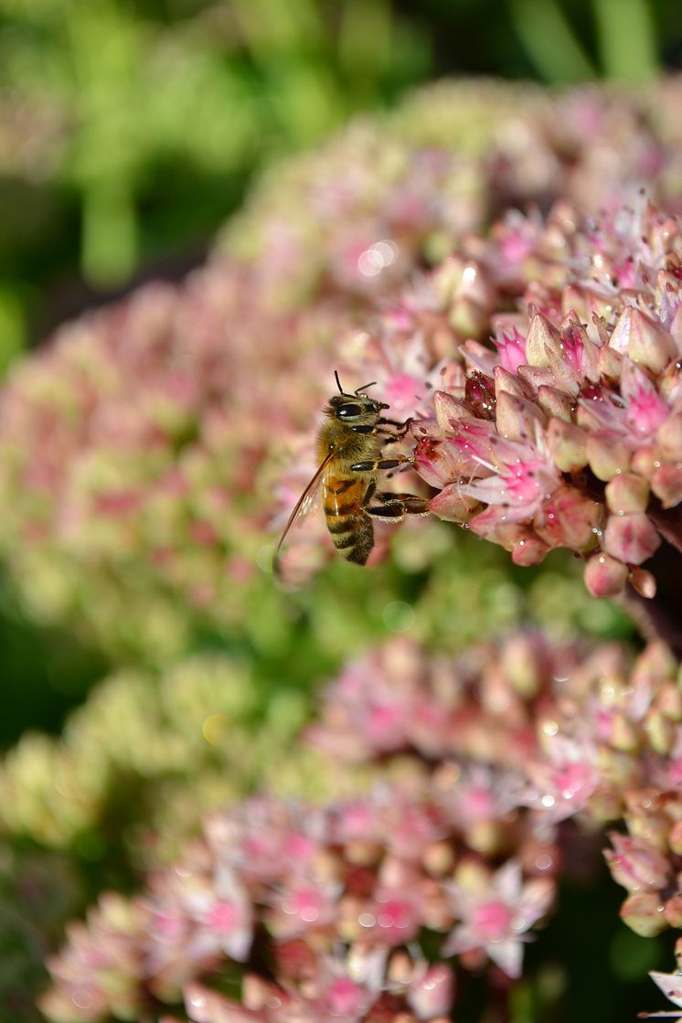 Bin tycker om blommor.