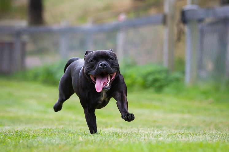 Springande staffordshire bullterrier