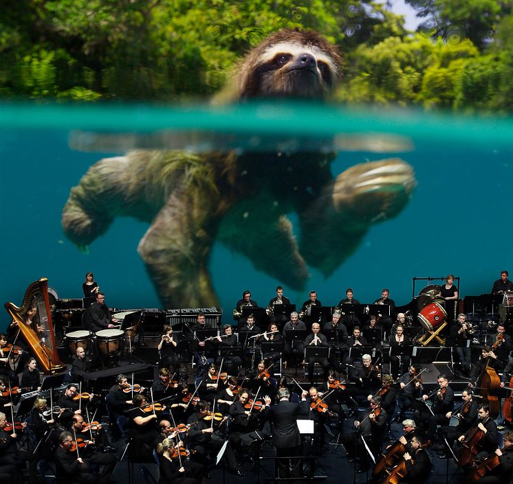 Sloth_Orchestra