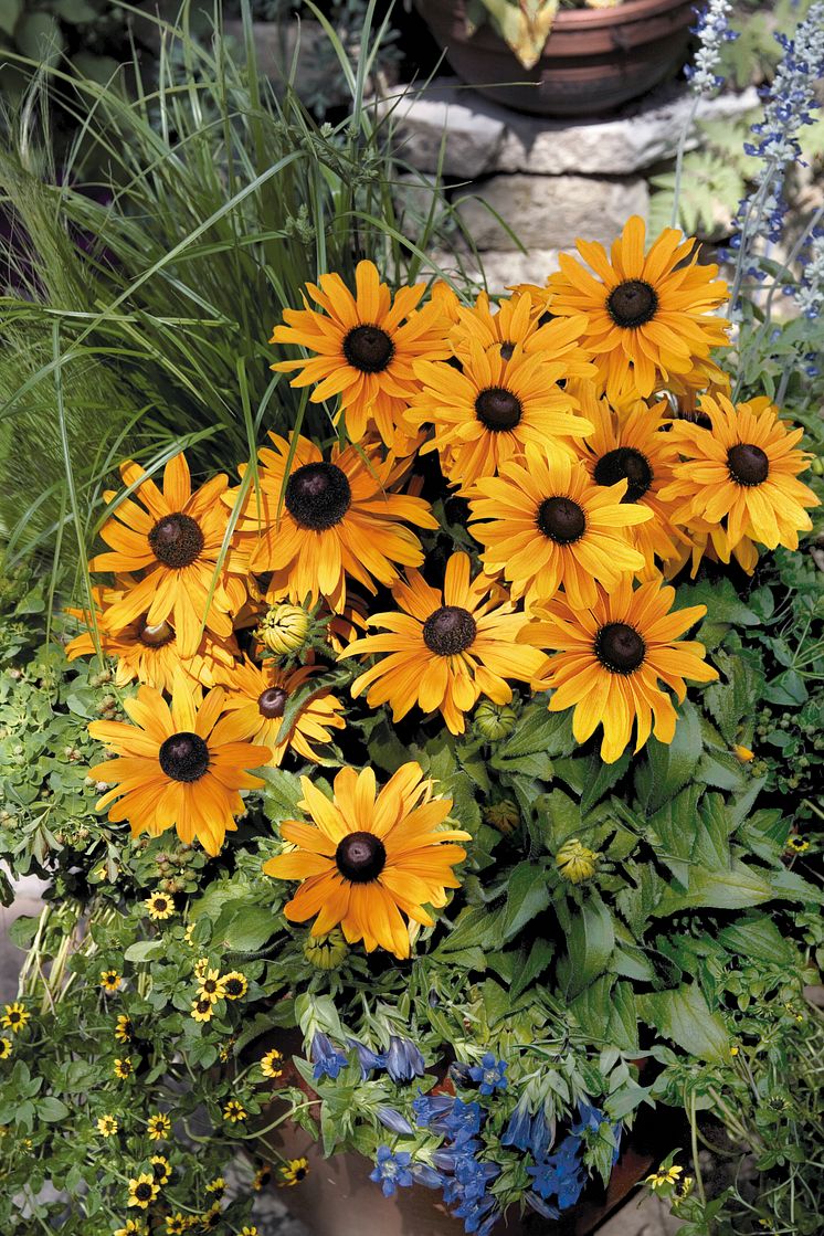 Sommarrudbeckia i kruka