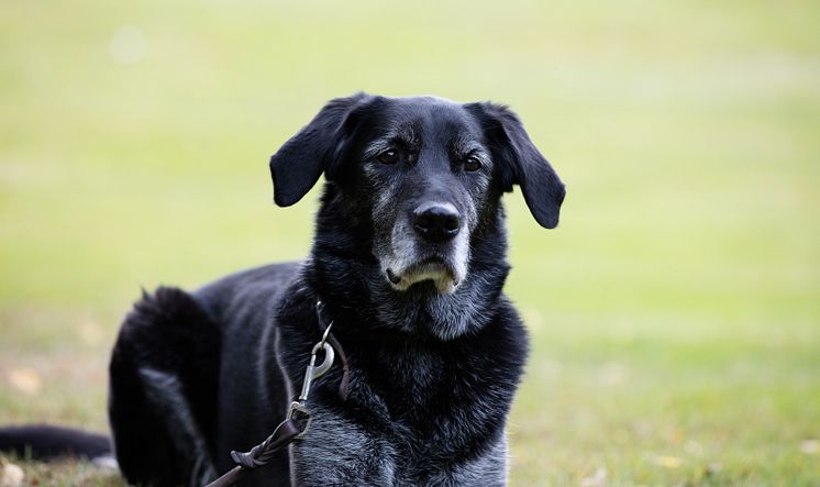 Ta hand om den äldre hunden