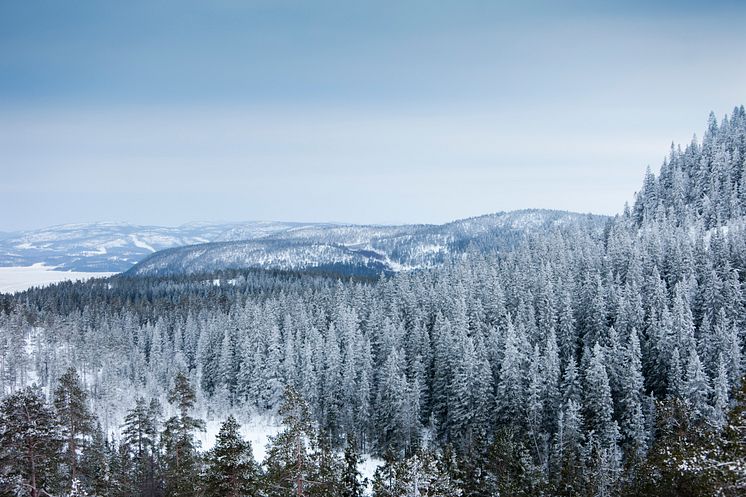 Vinter i Höga Kusten