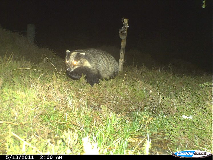 Badgers caught on camera