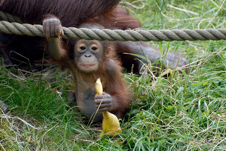 Orangutang, Borås Djurpark