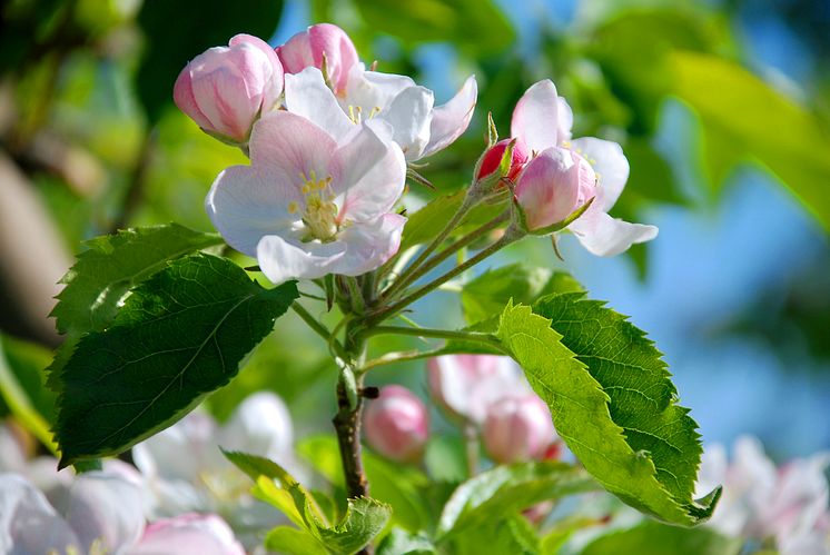 ÄPPELBLOM blomma3