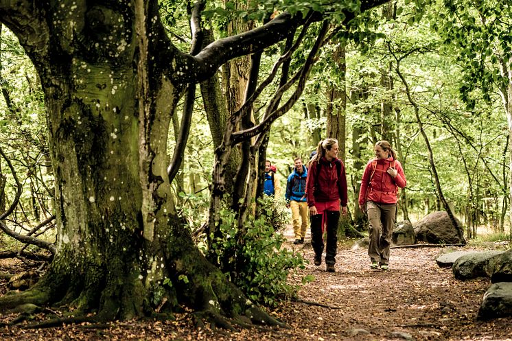 Vandrare i skogen