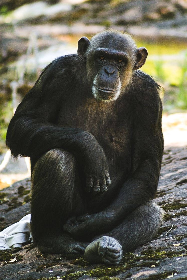 Schimpansen Linda