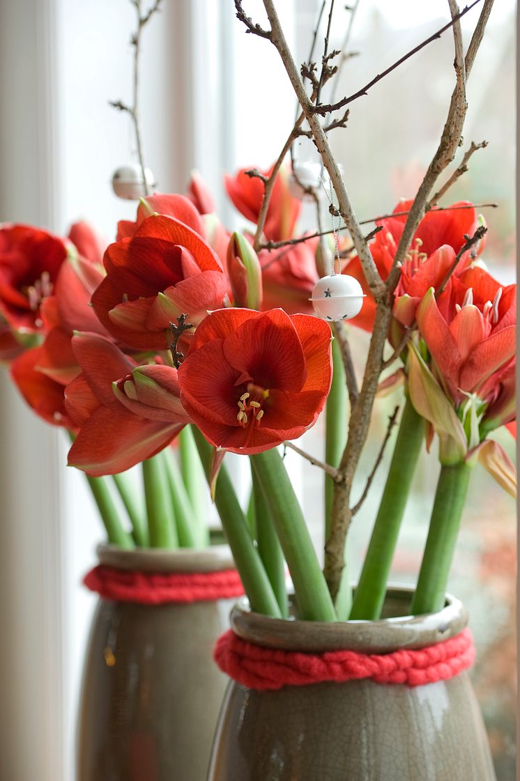 Röda amaryllis i fönster