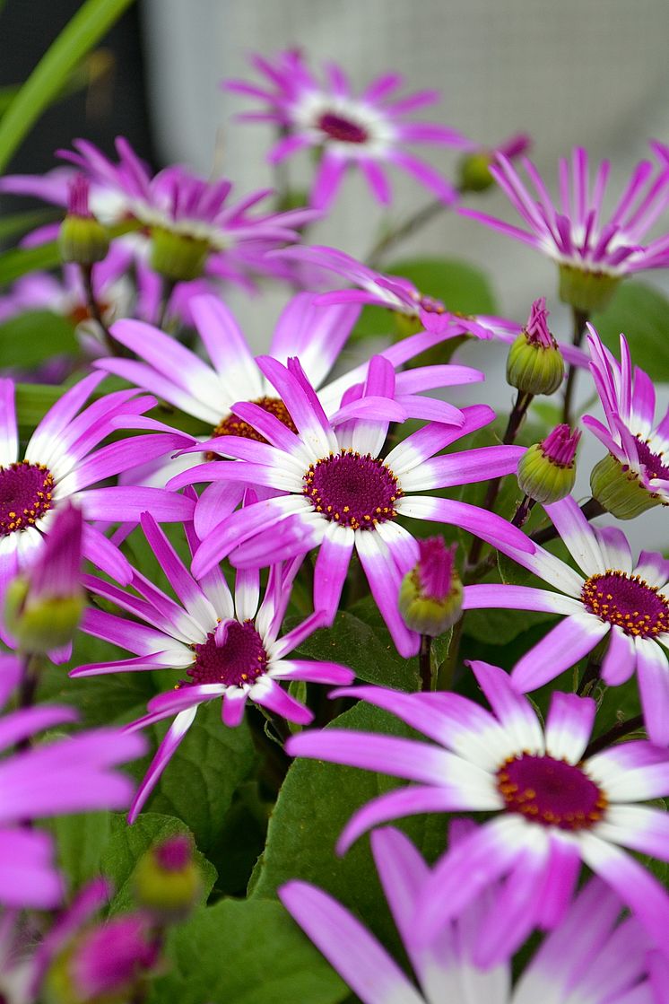 Cineraria från sortgruppen Senetti bjuder på härliga färgtoner.