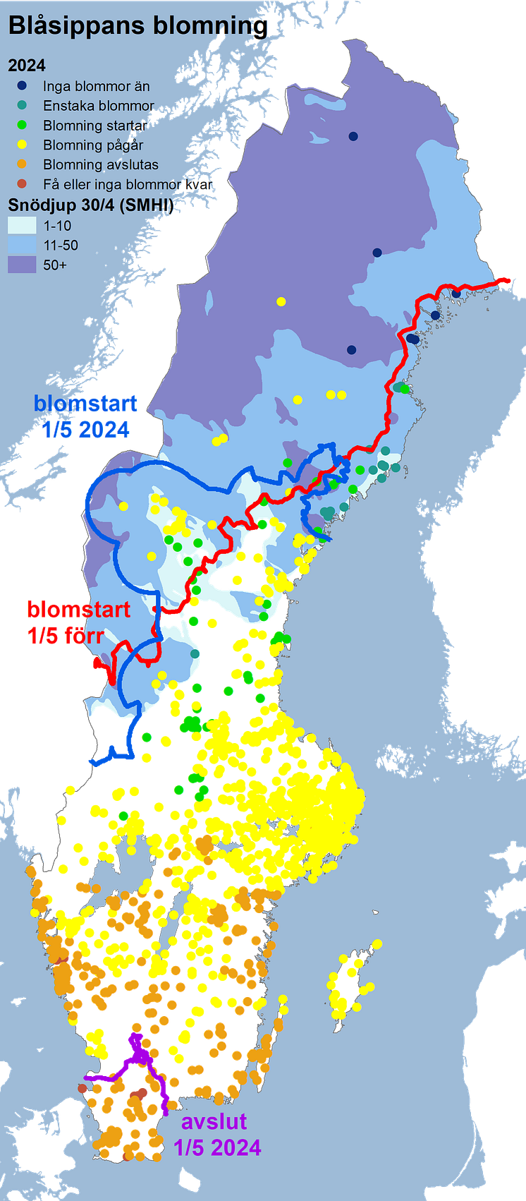 blåsippa2024snö.png