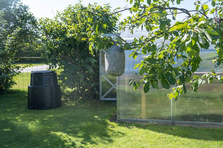 Wasp nest_garden_02