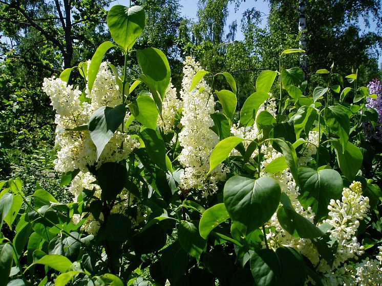 Syren Syringa vulgaris 'Primrose'