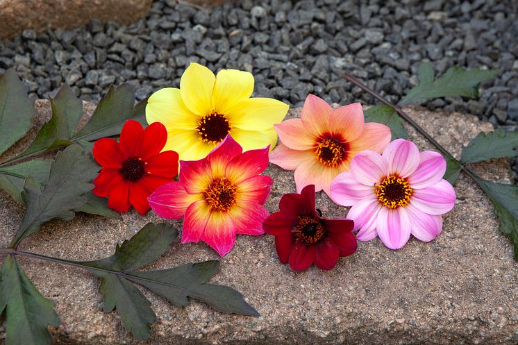 Dahlia Mystic blommor Hörnhems - Annika C